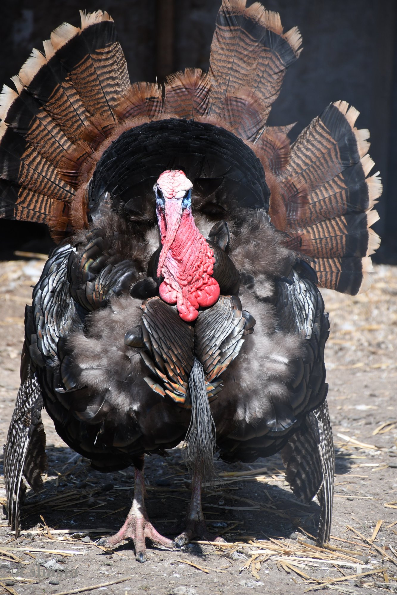 shasta2019nov7th47turkey1io.jpg