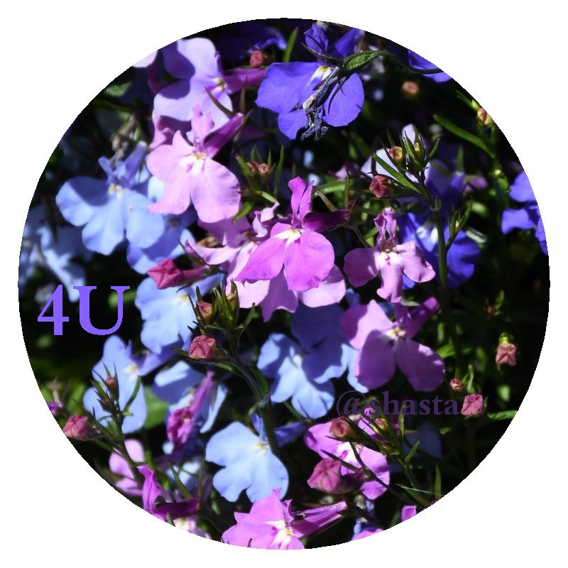 shsta2019aug11th47flowers4u804io.jpg