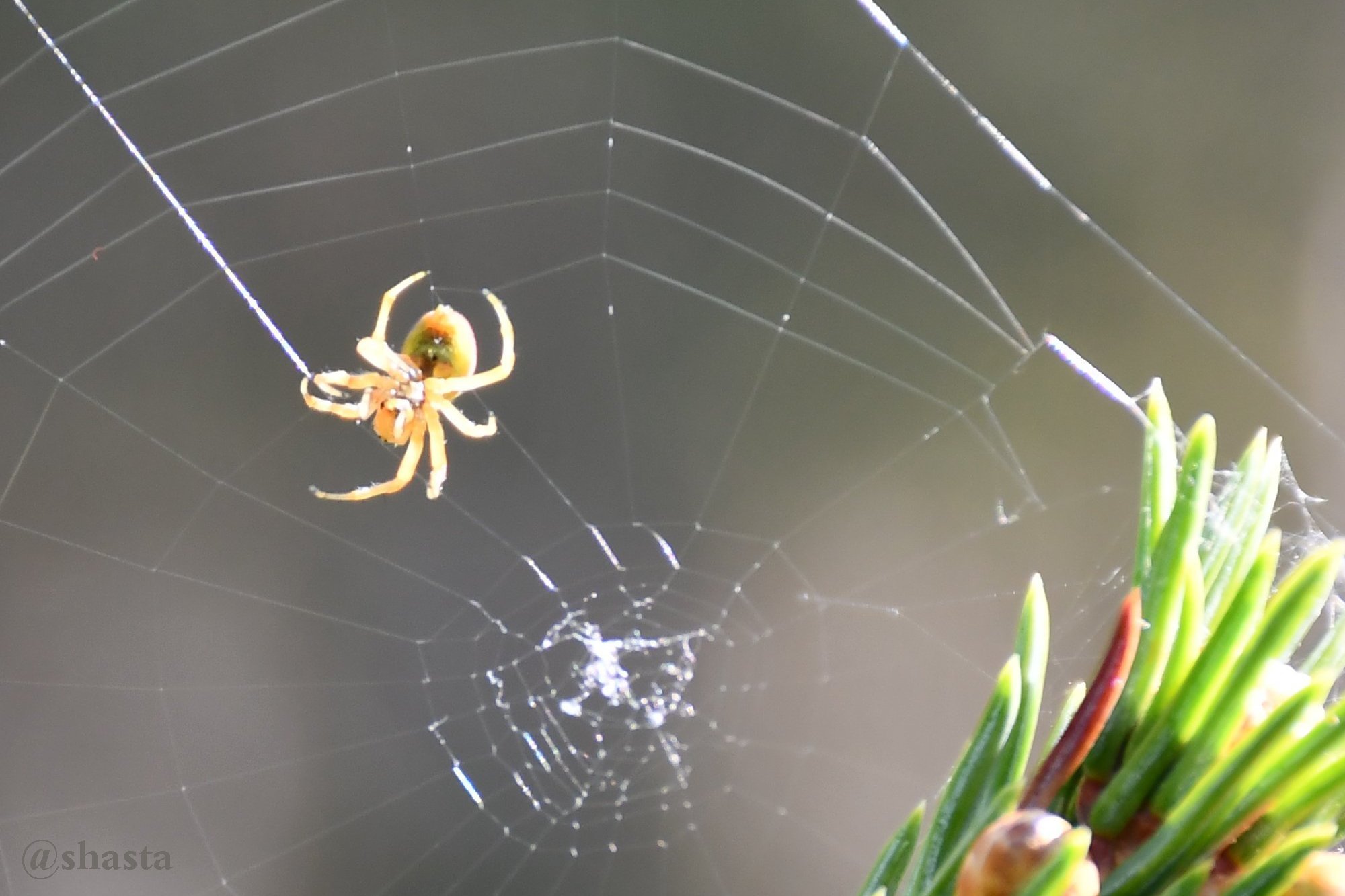 shasta2019sept21st47spider1io.jpg