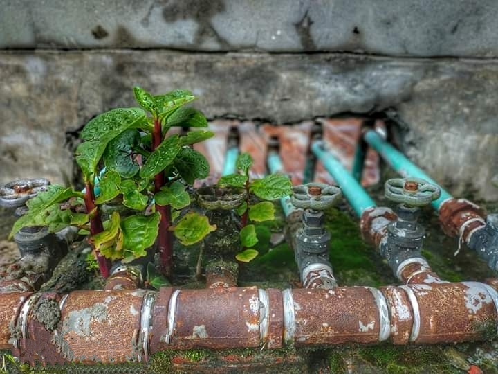 Plant 2.jpg