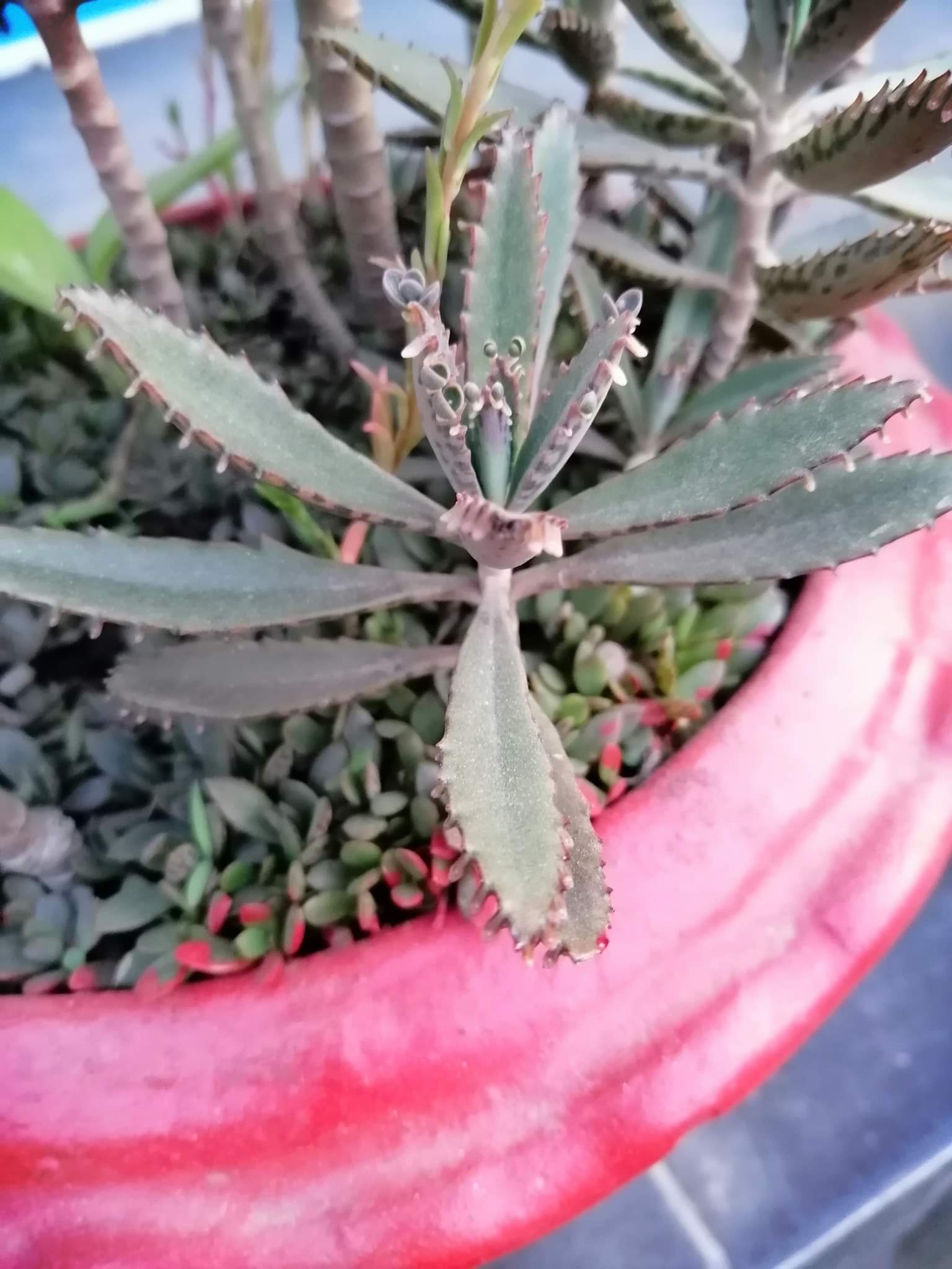 cactus.jpg