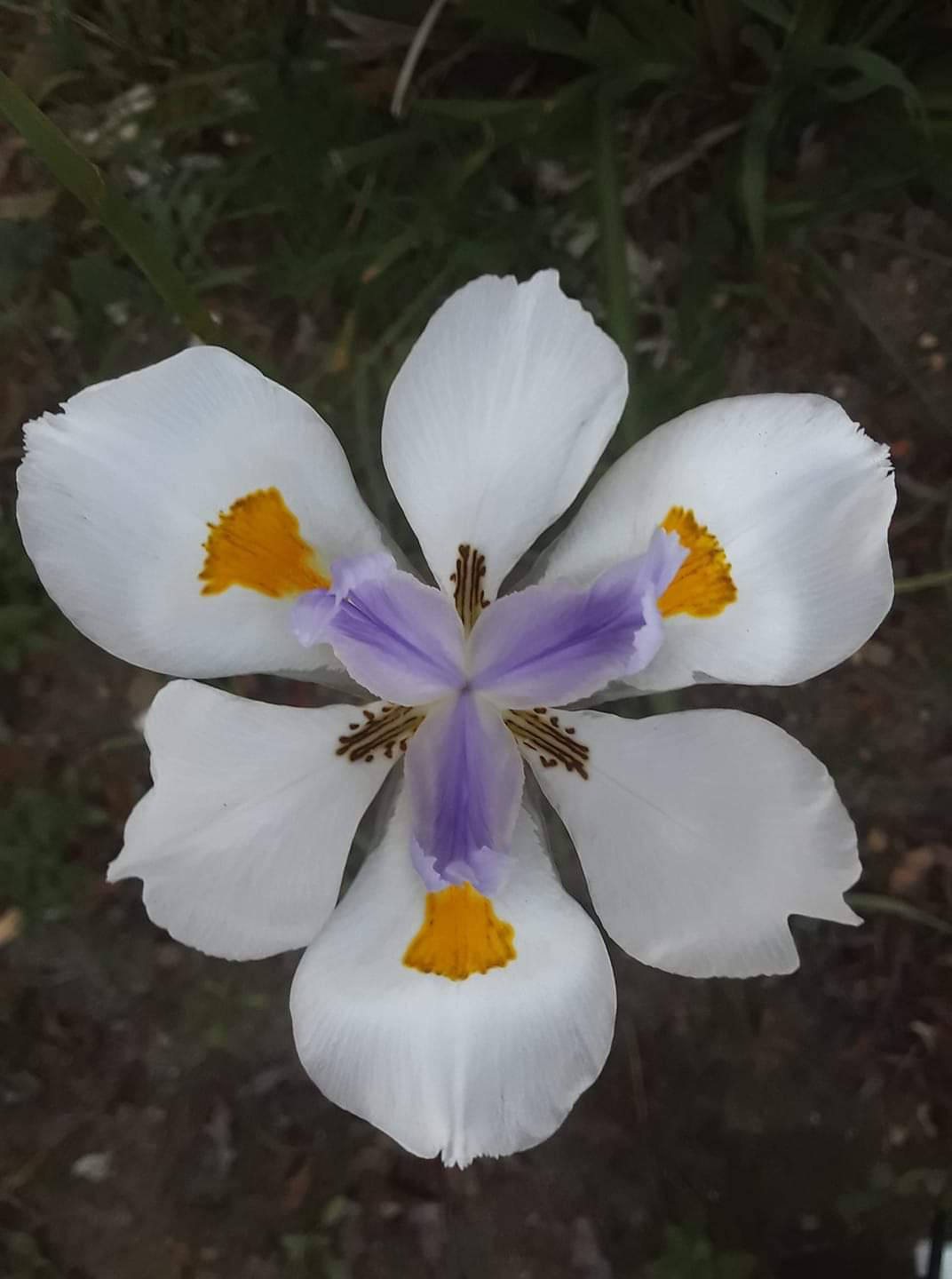 flower white.jpg