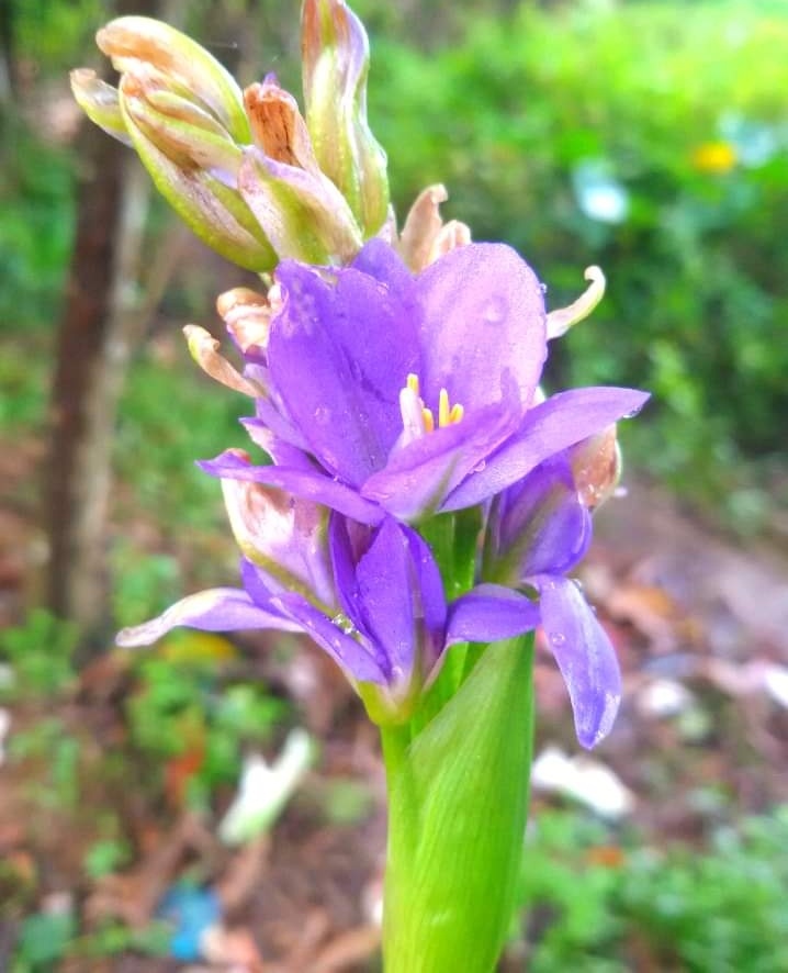 Flower 1.jpg