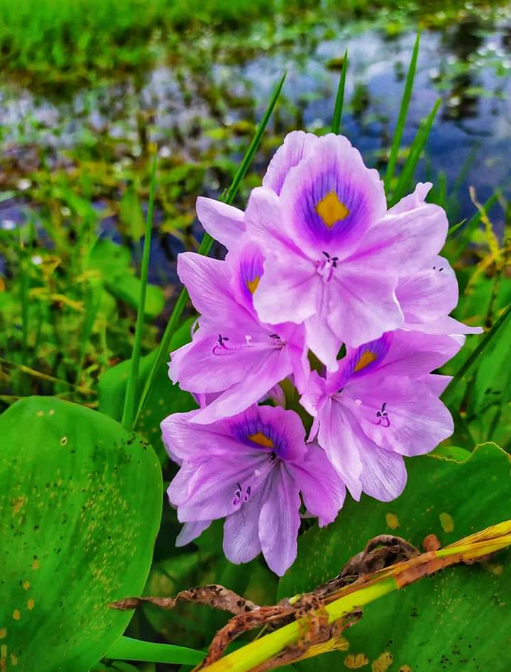 Flower 5.jpg