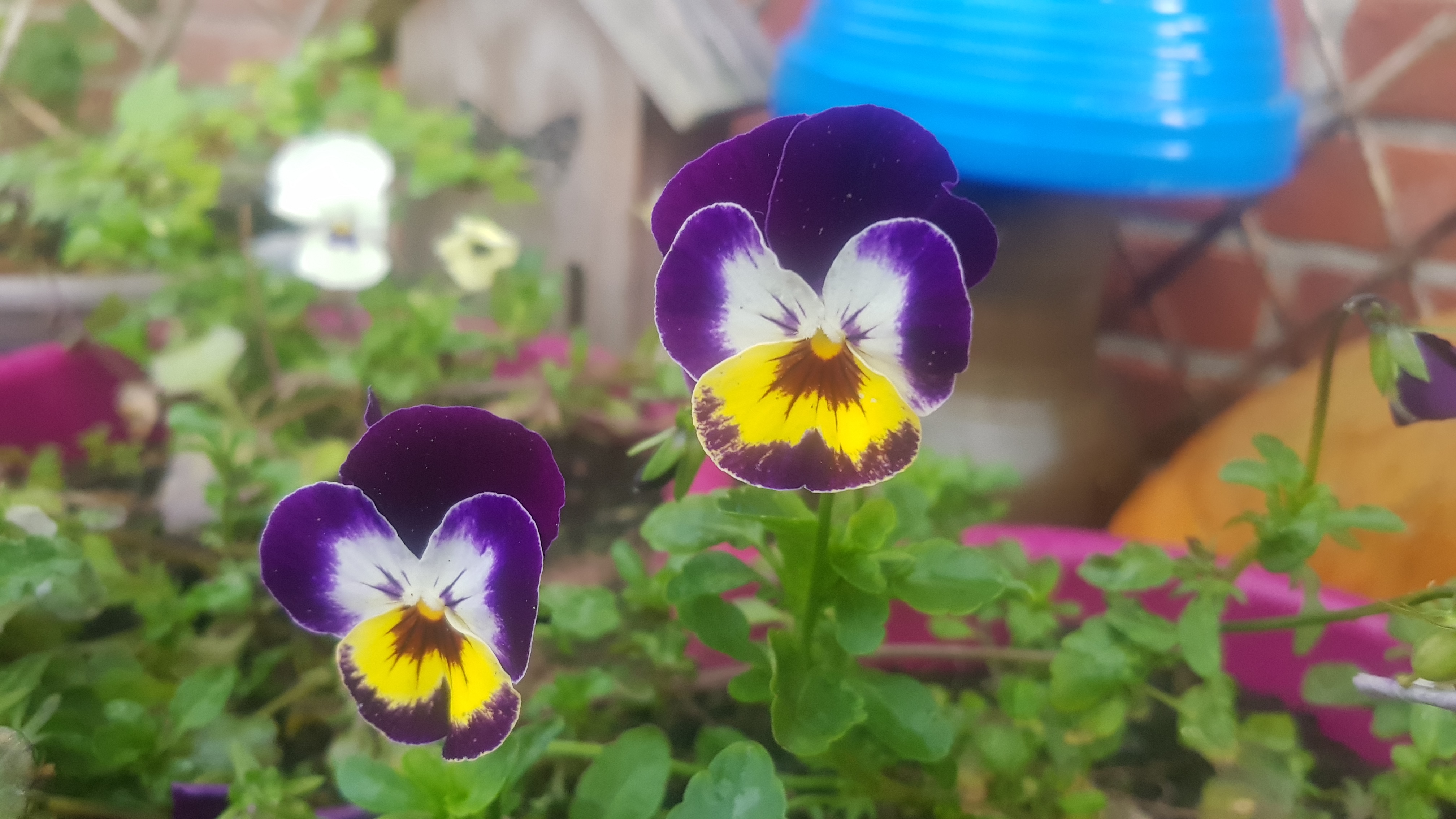 20190607_181627.jpg