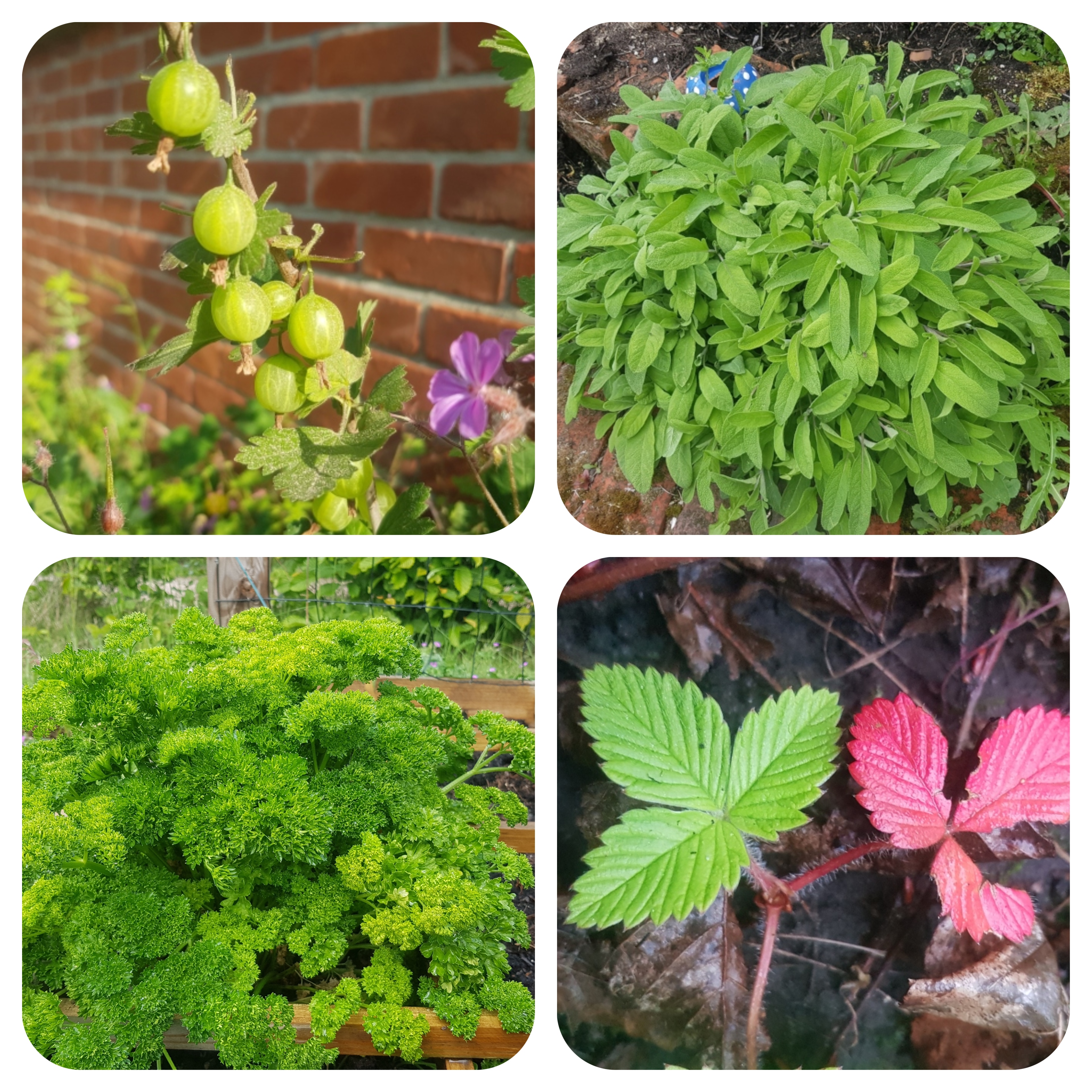 fruits and herbs.jpg