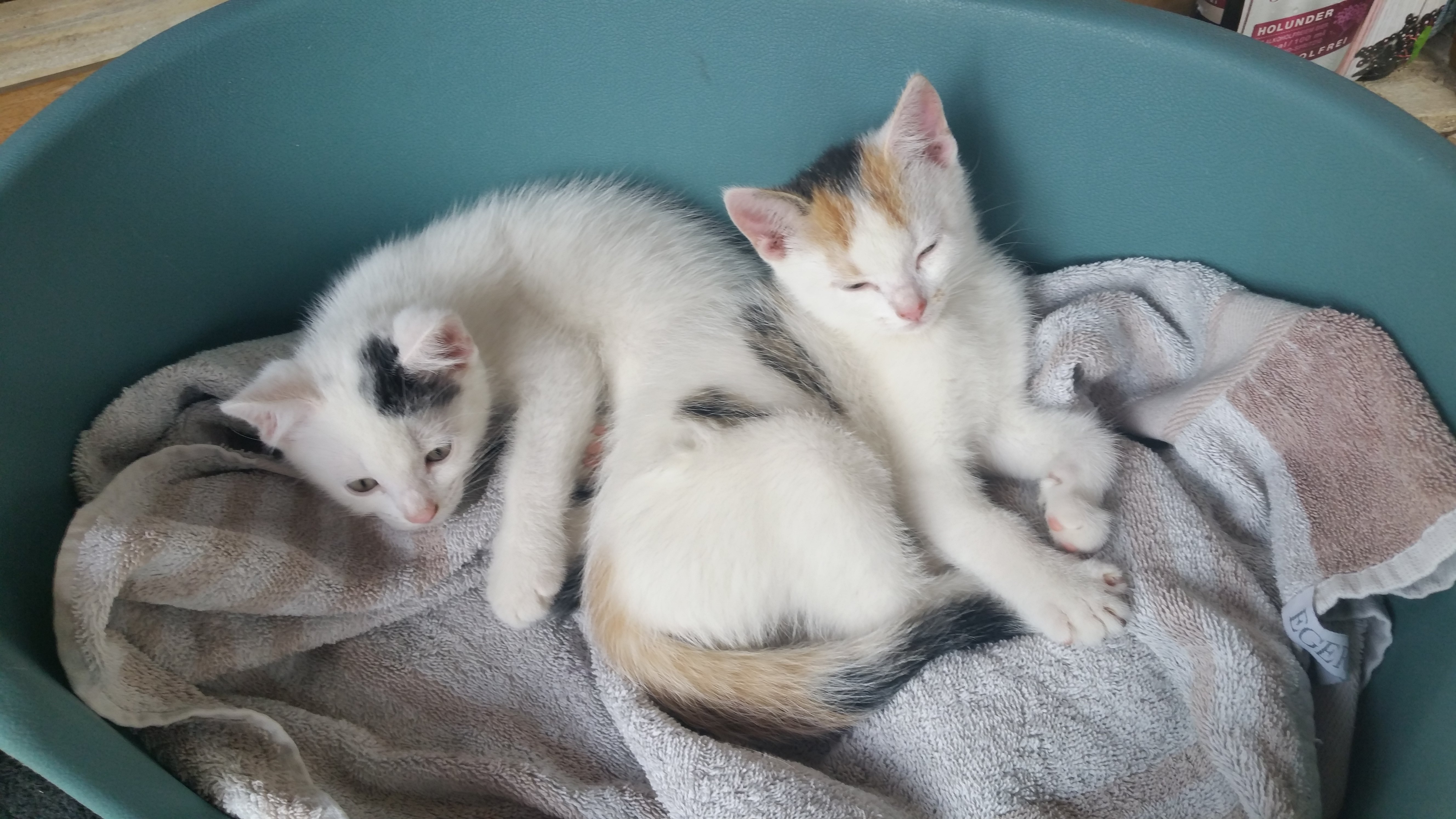 Katzenkinderstube_Charly_Konfetti.jpg