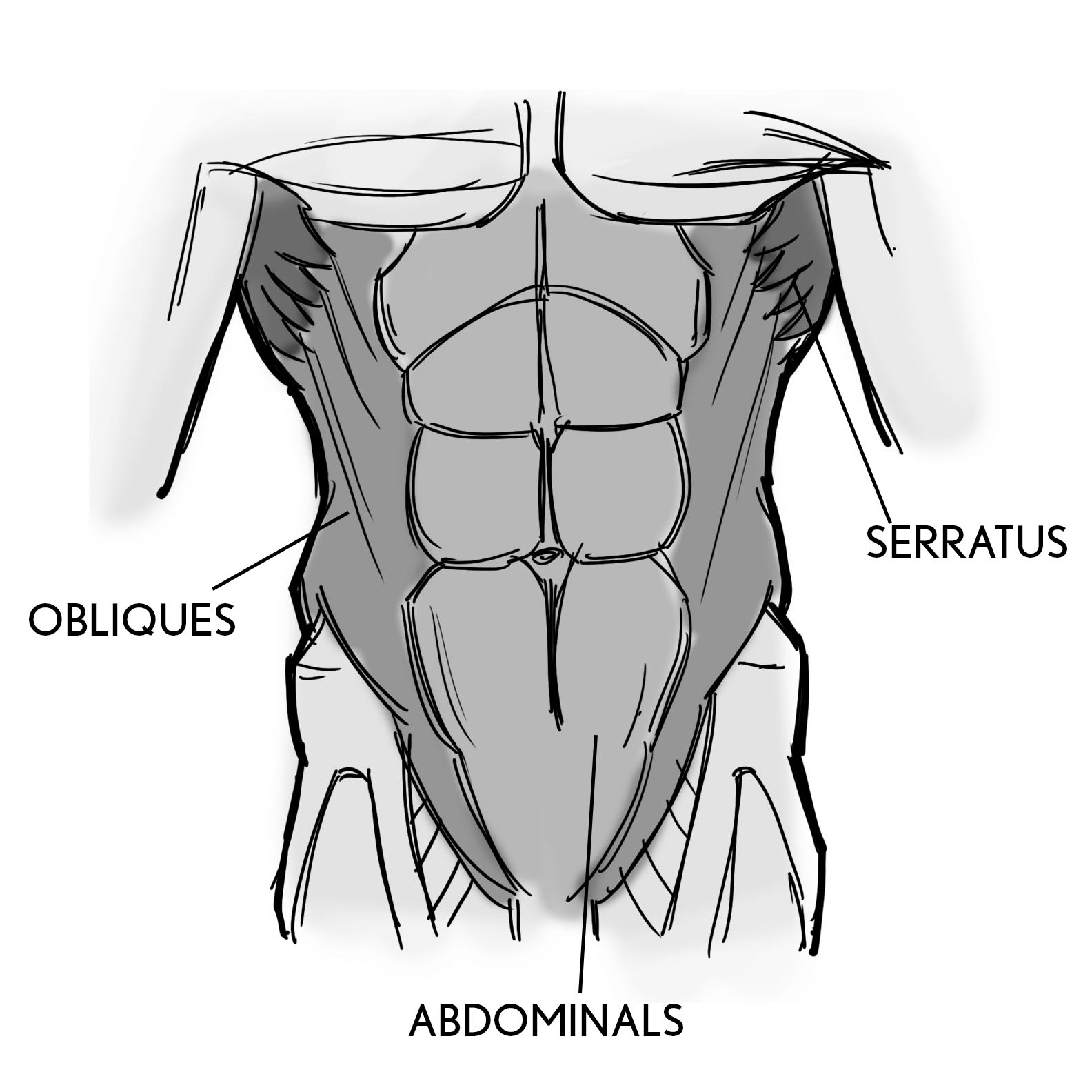 screenanatomyabdominals.jpg