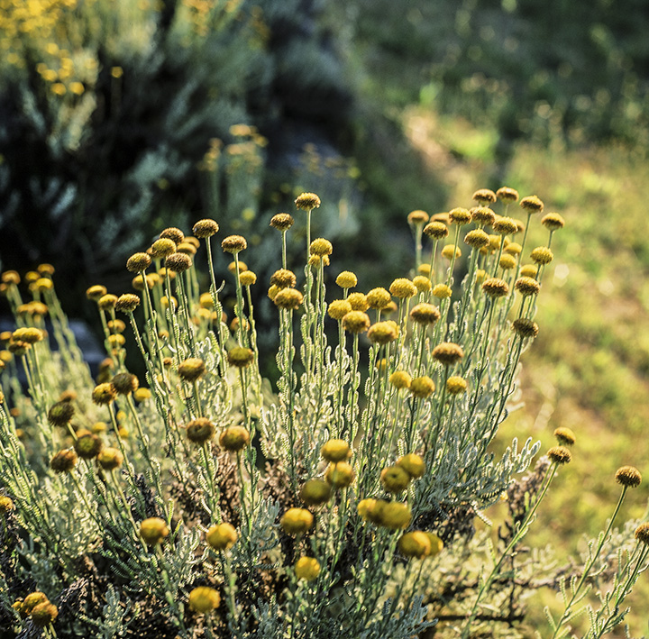 yellow_F4.jpg
