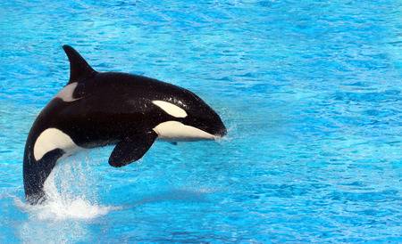 29421316bigkillerwhalejumpingonwater.jpg