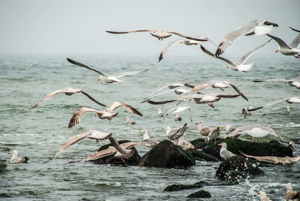 seagul.jpg