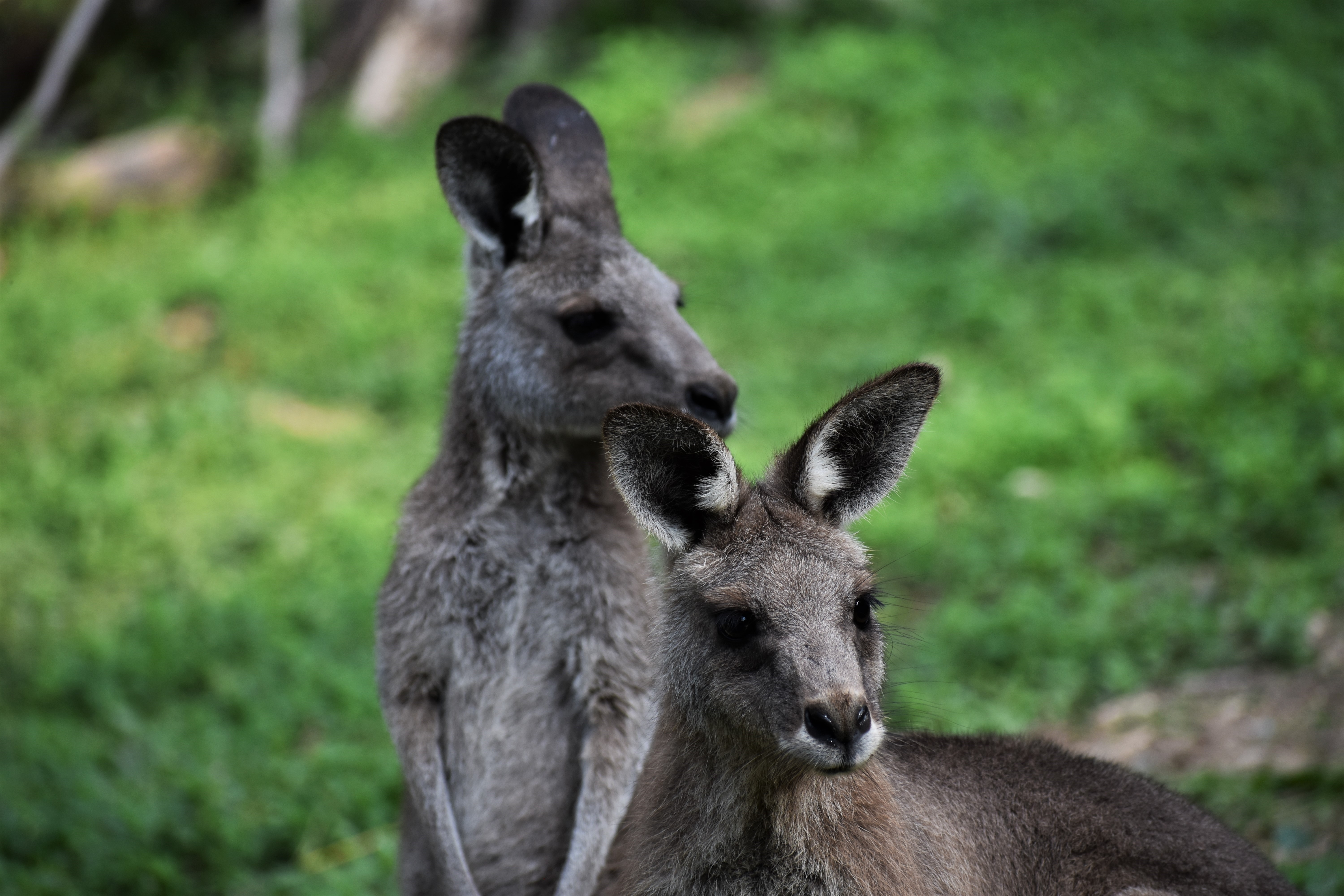 DSC_0146.JPG