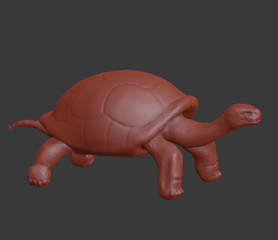 turtle_3.jpg