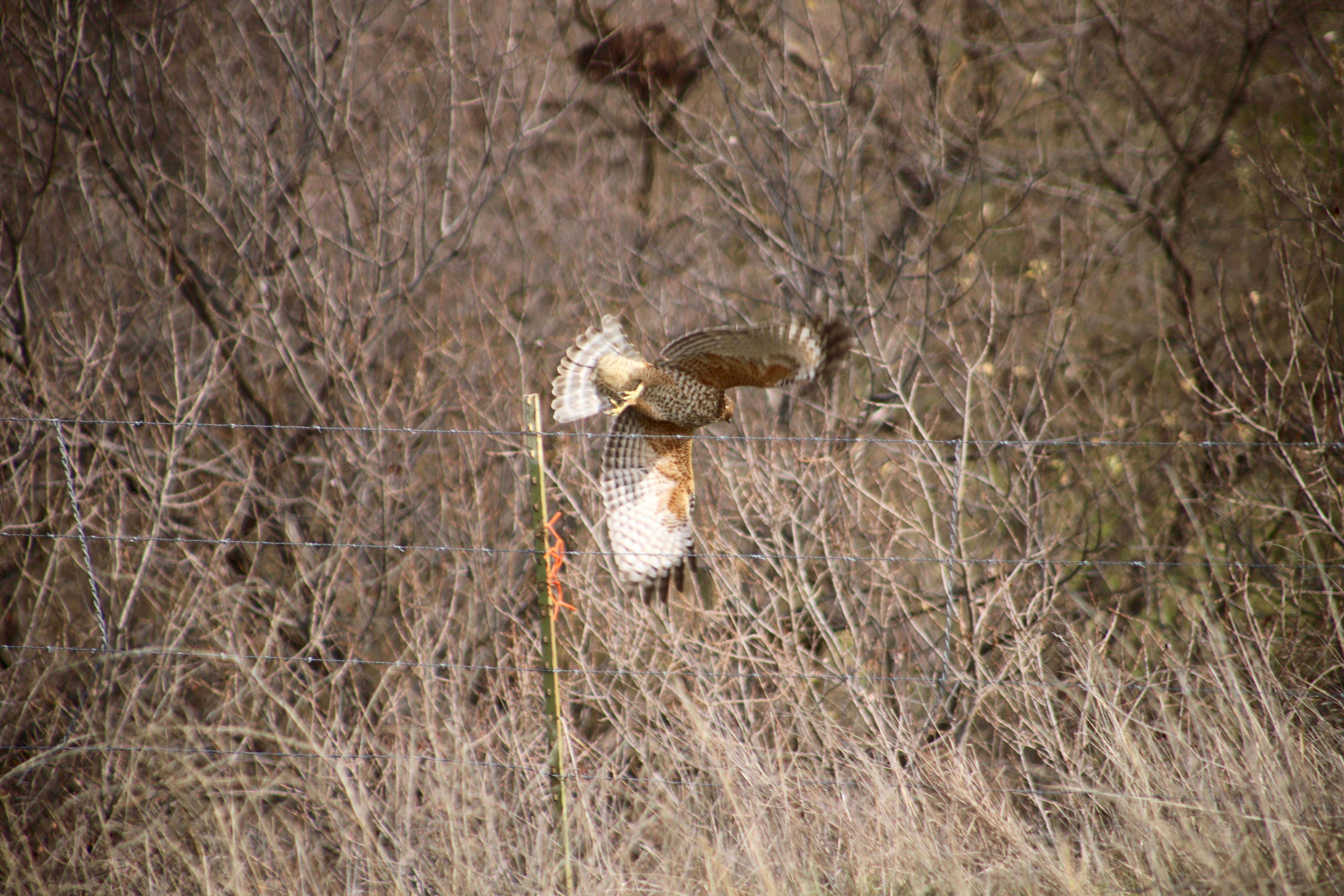 IMG_4216.jpg