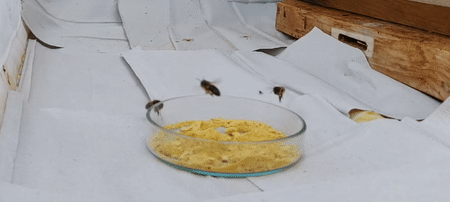 Sequence 3.gif