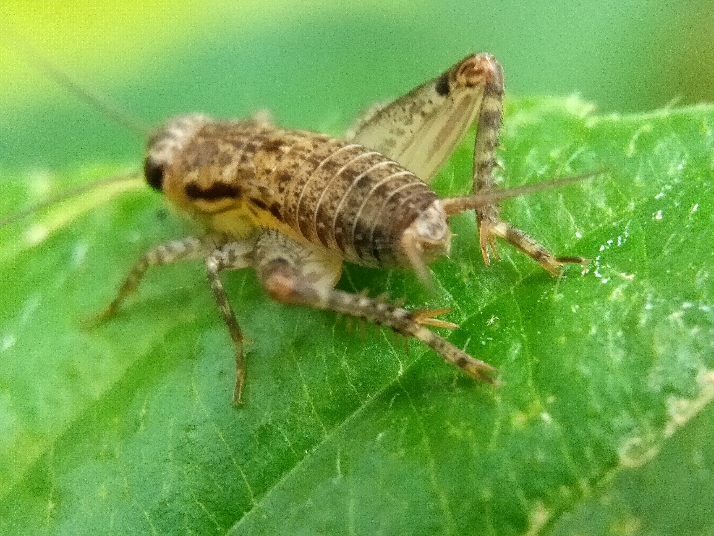 IMG20200609140730.jpg