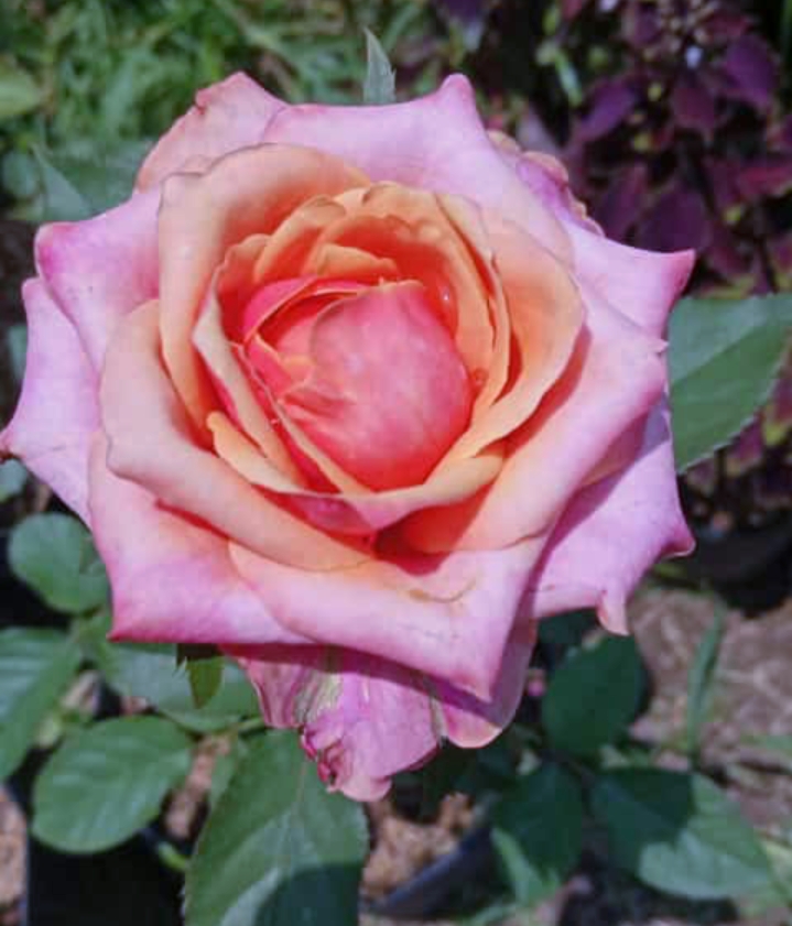 IMG_20200420_215057.jpg