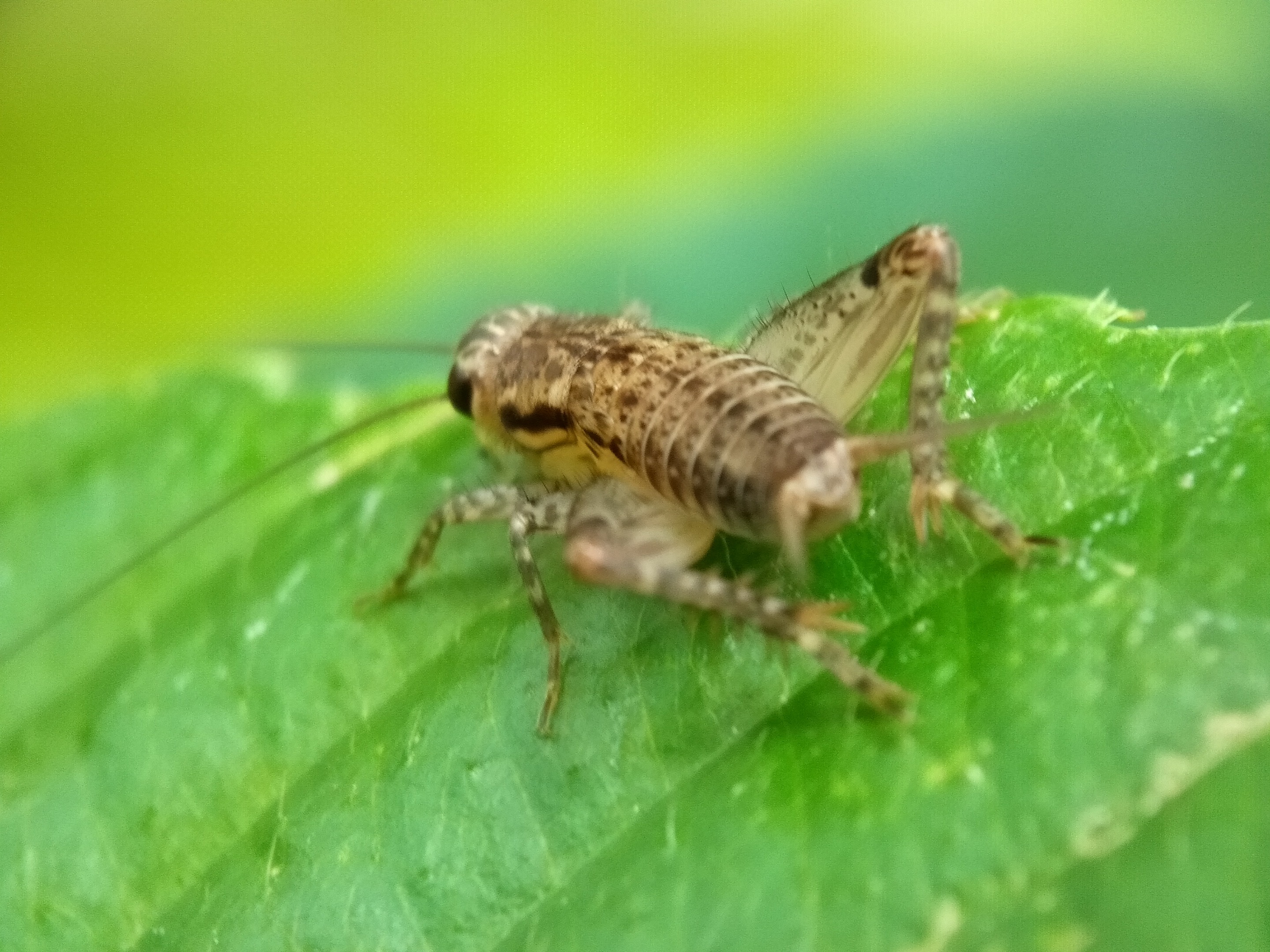 IMG20200609140718.jpg
