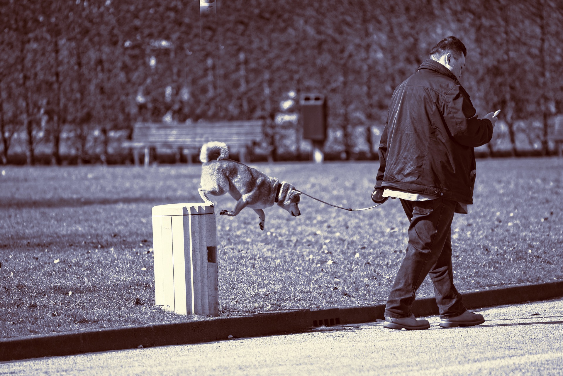 dog3275802_1920.jpg