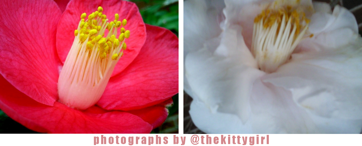 Flower2.png
