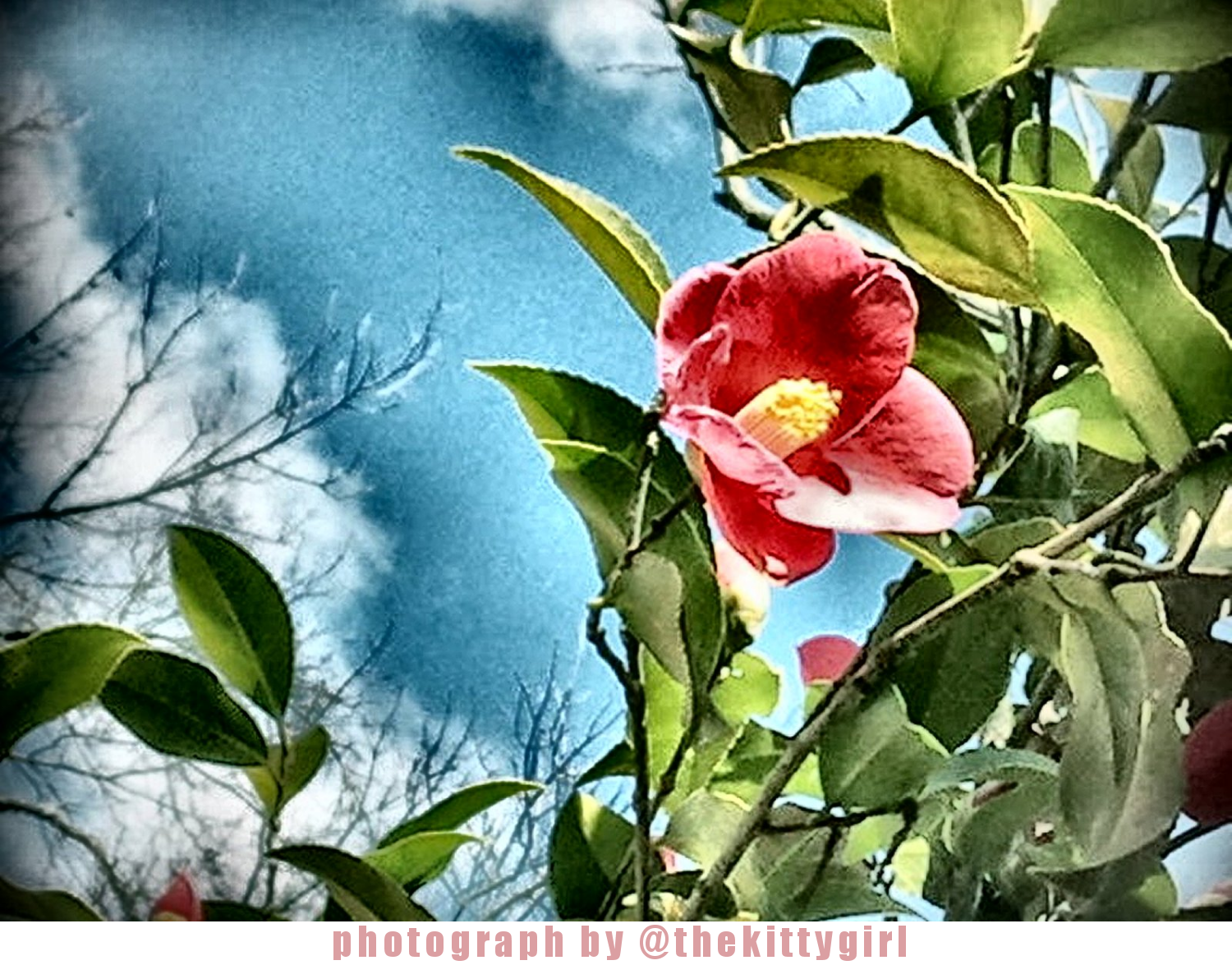 Flower1.png
