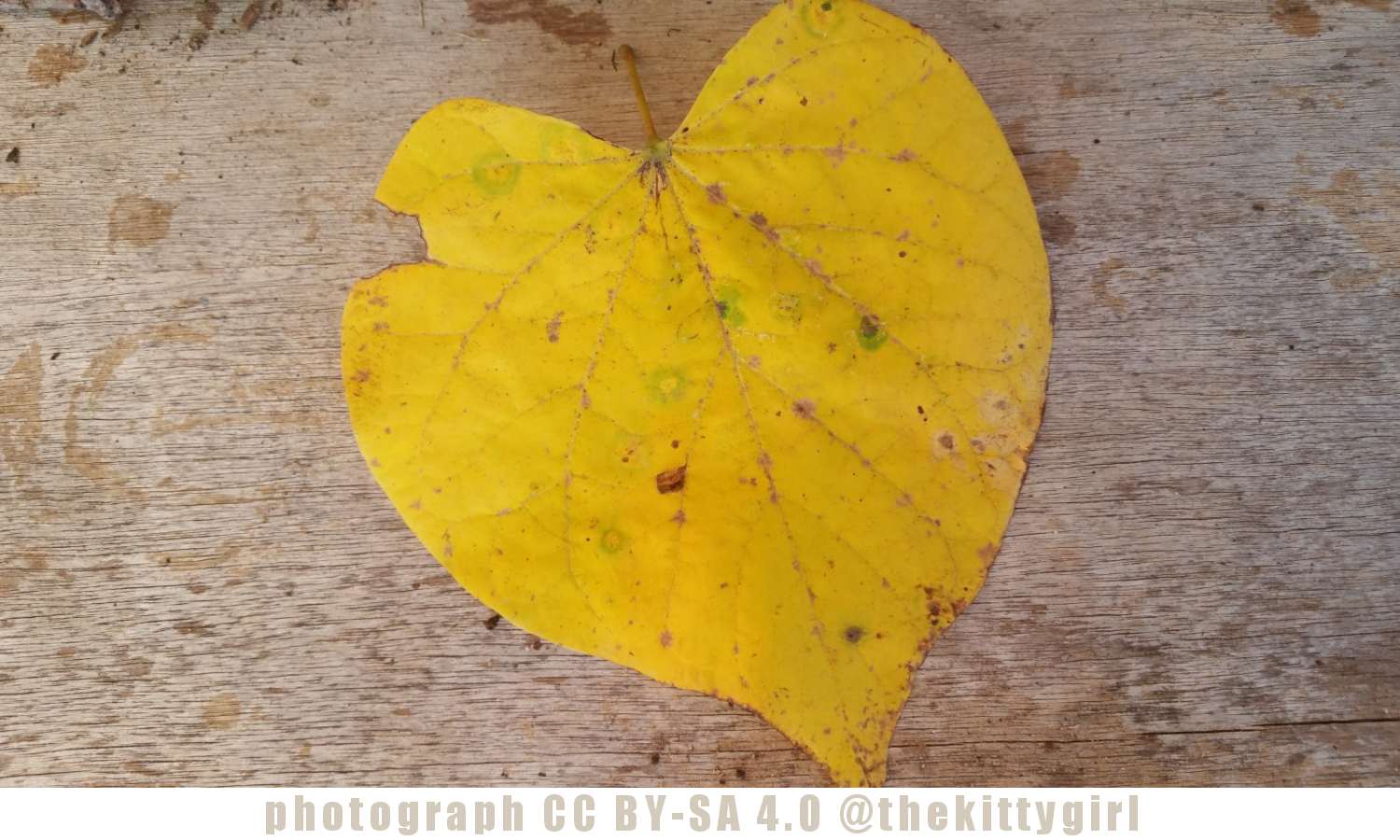 RedbudLeaf.png