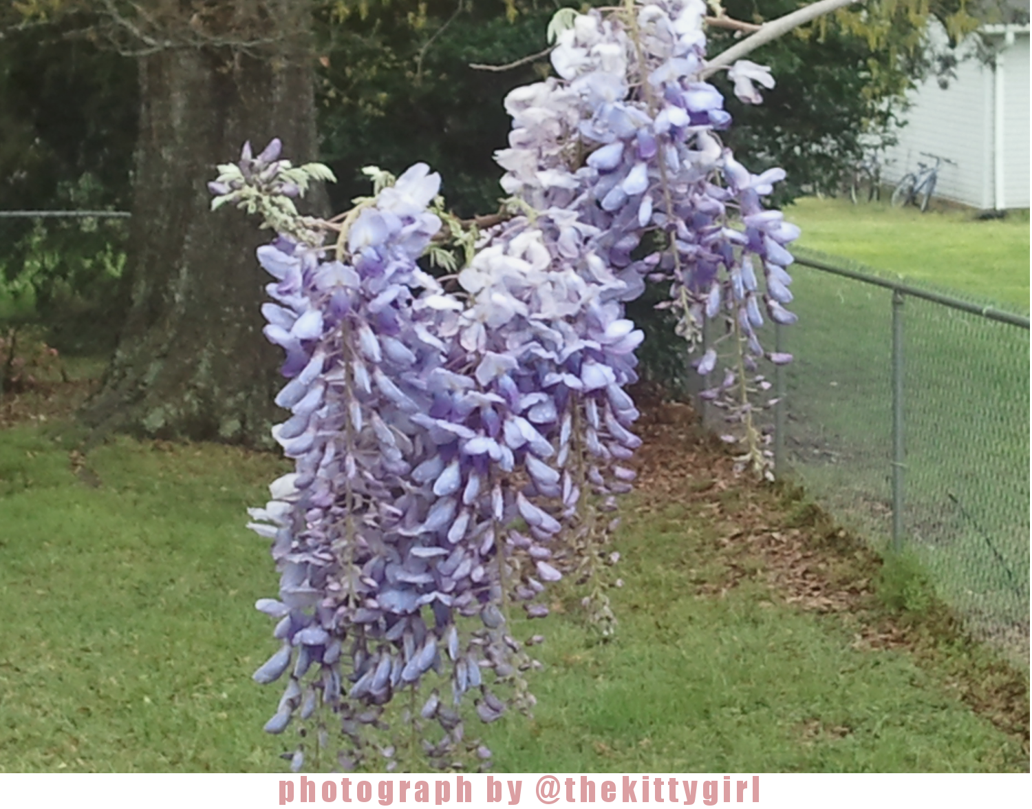 Flower4.png