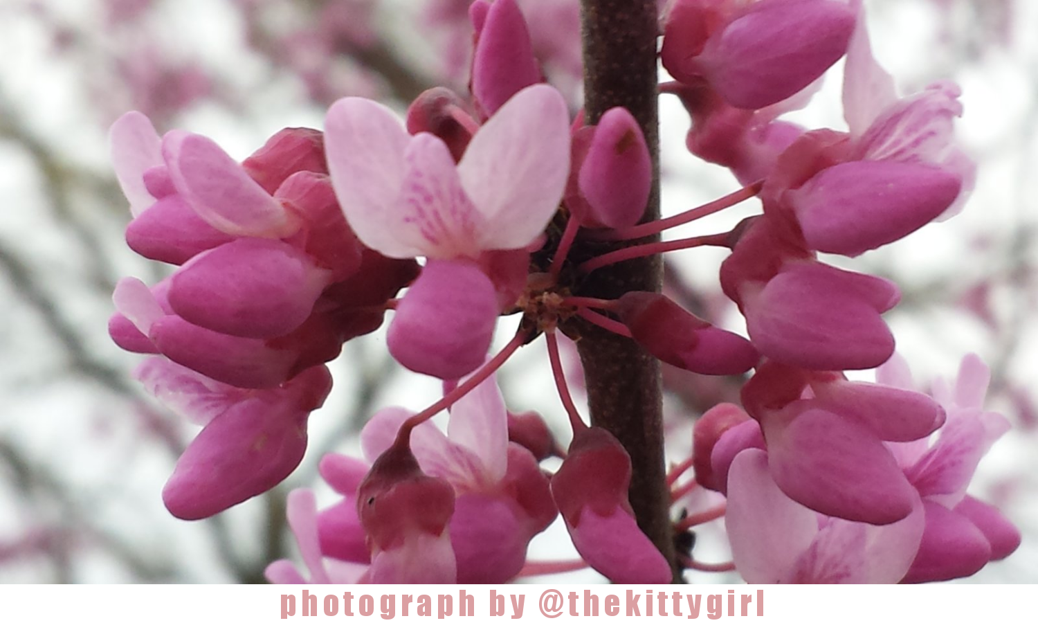 Flower11.png