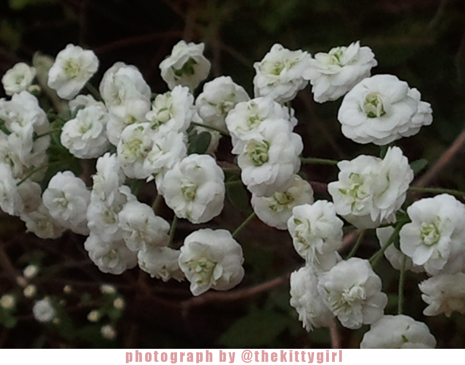 Flower3.png