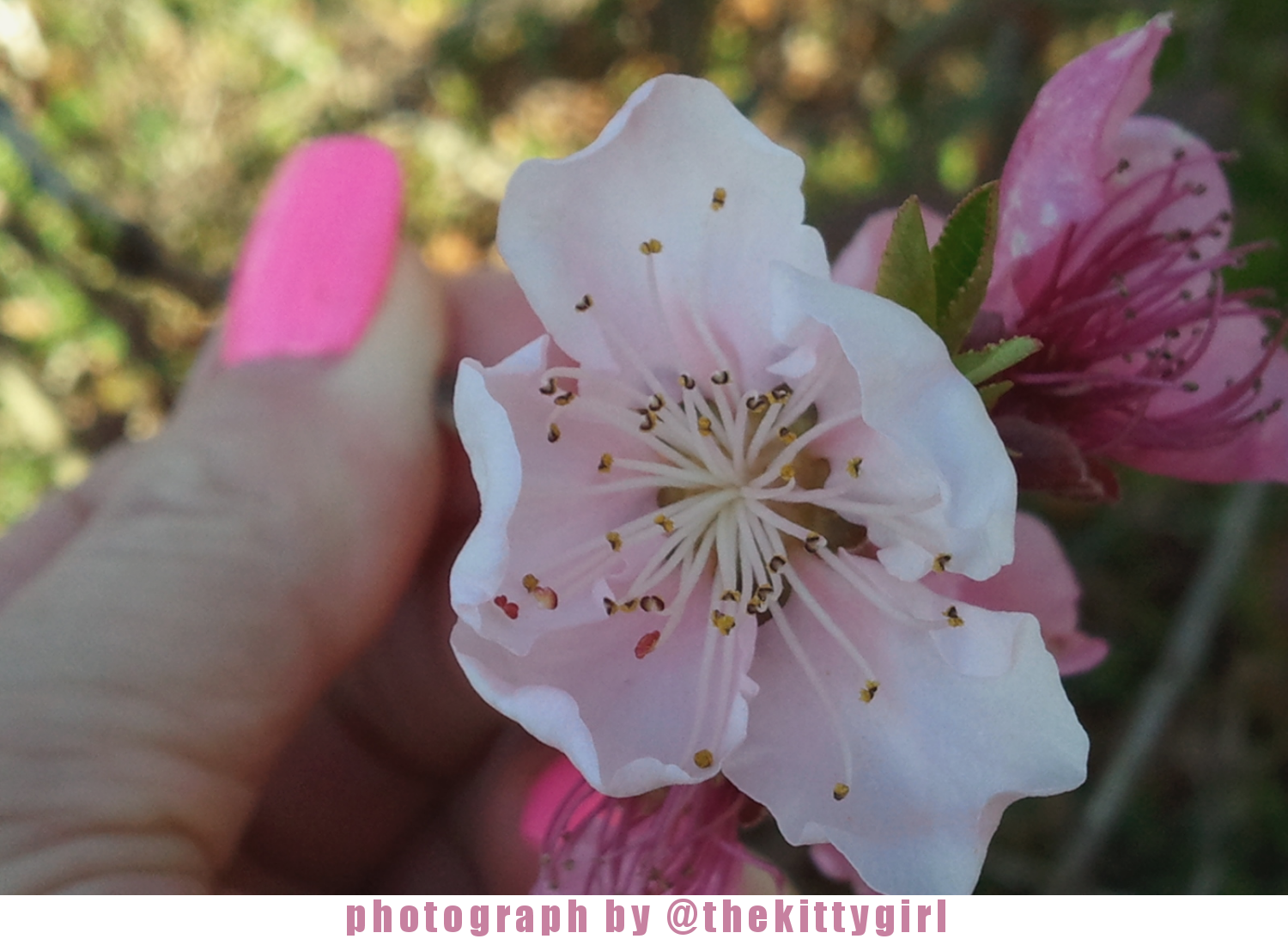 PlumBlossom.png