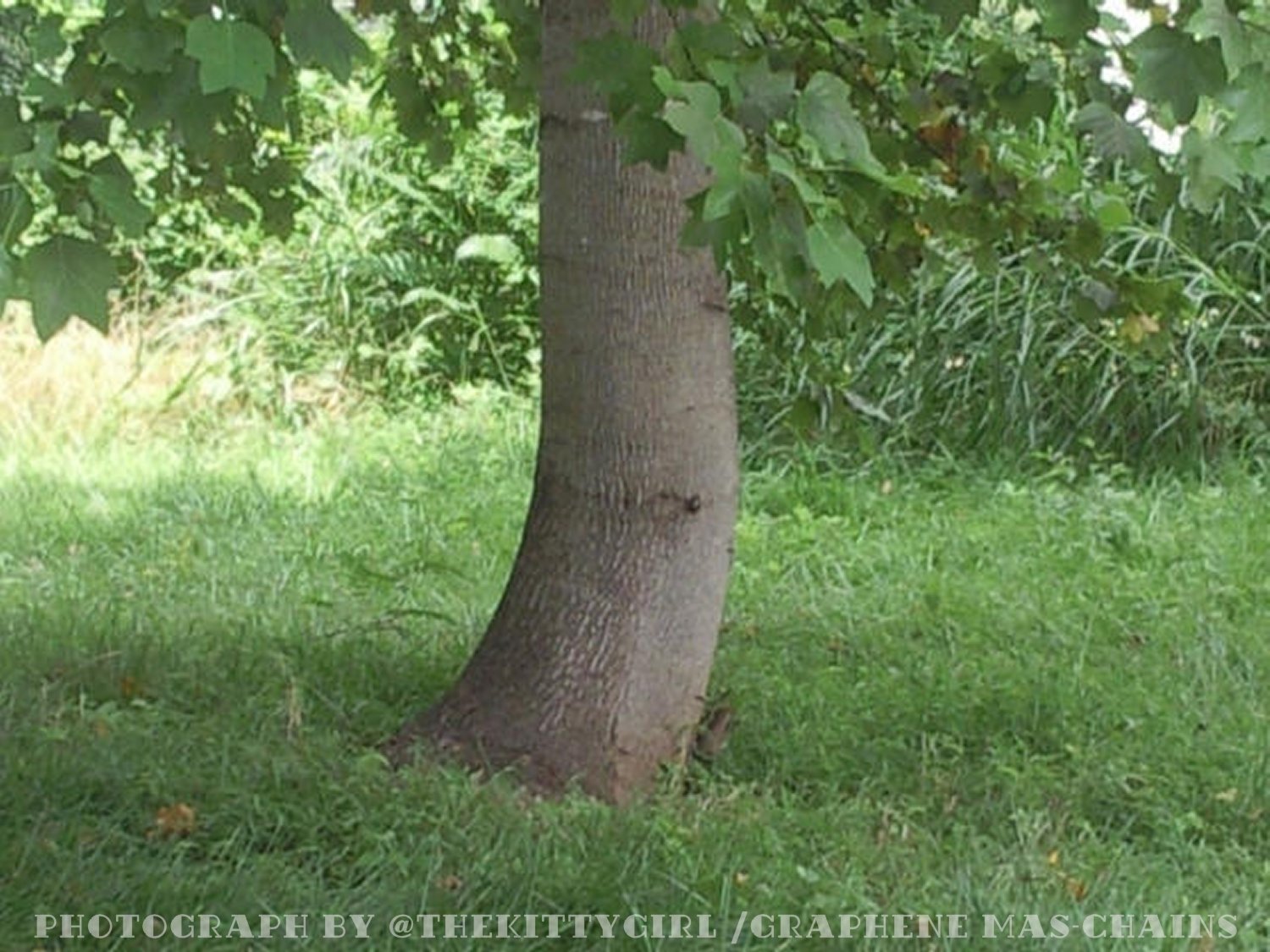BowleggedTree.jpg
