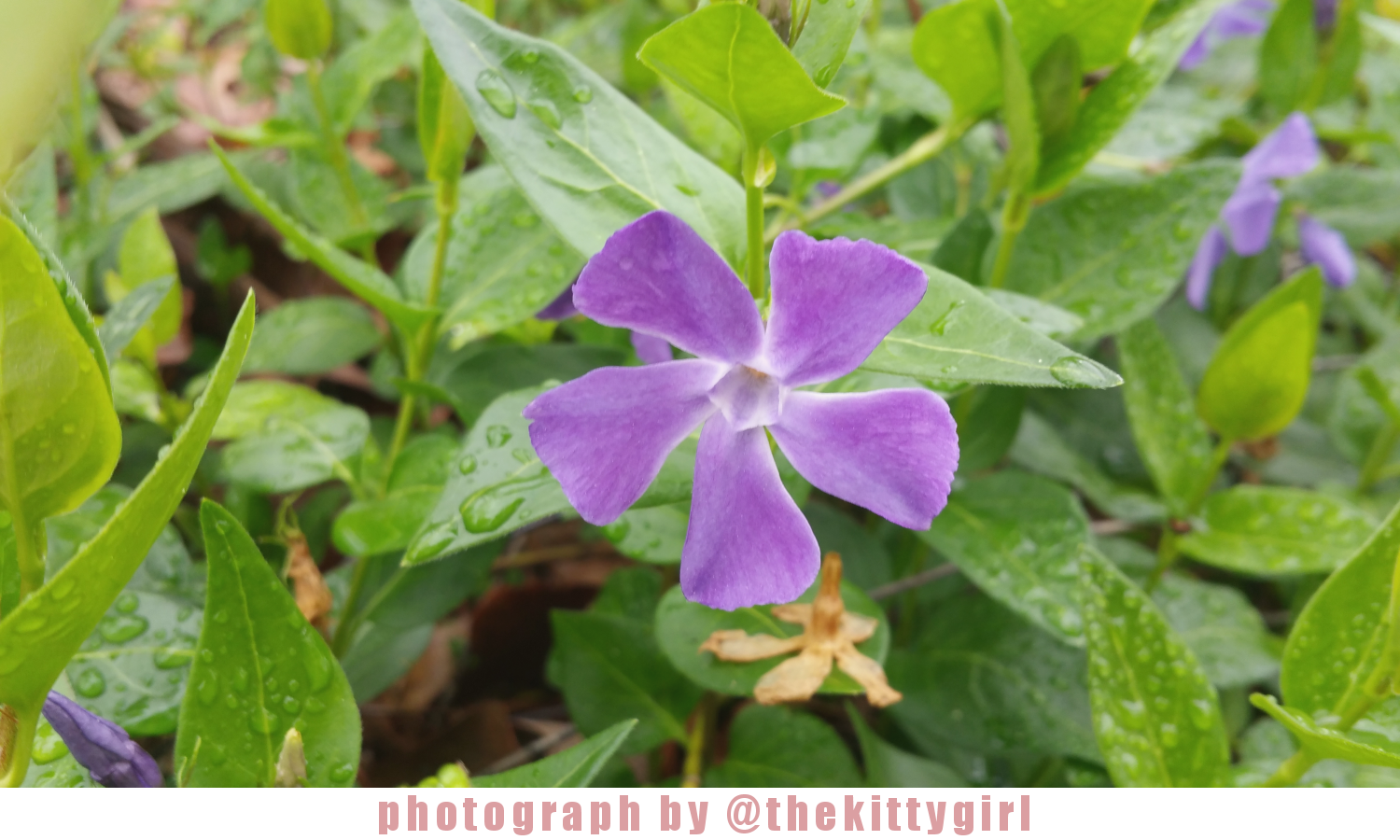 Flower10.png