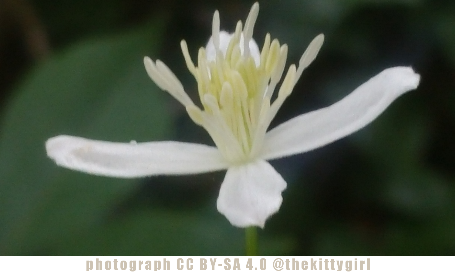 WildClematis.png