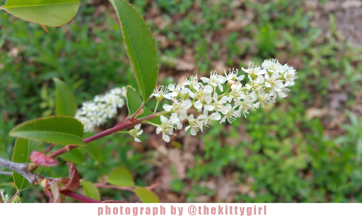 Flower8.png