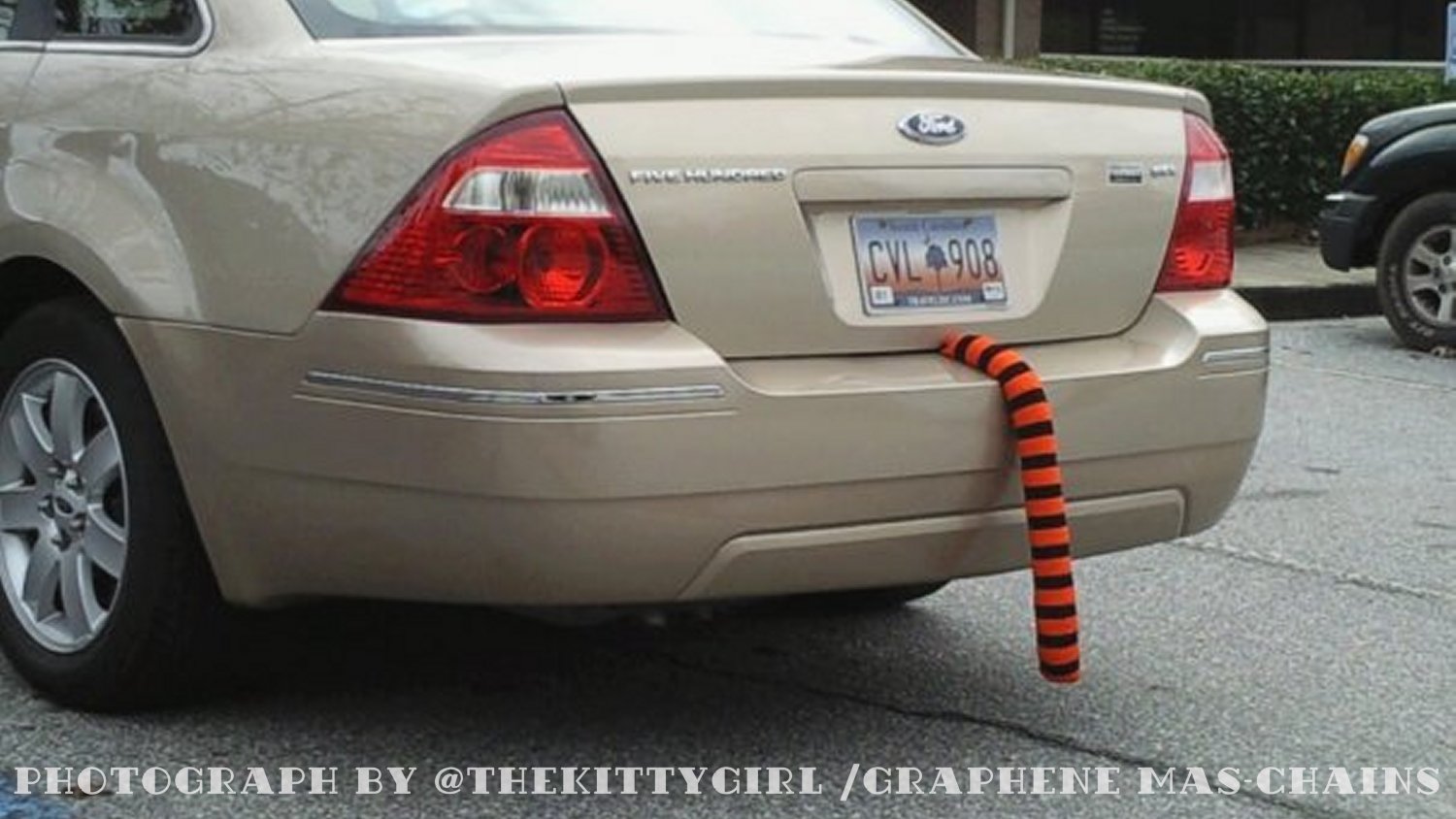 TigerTail.jpg