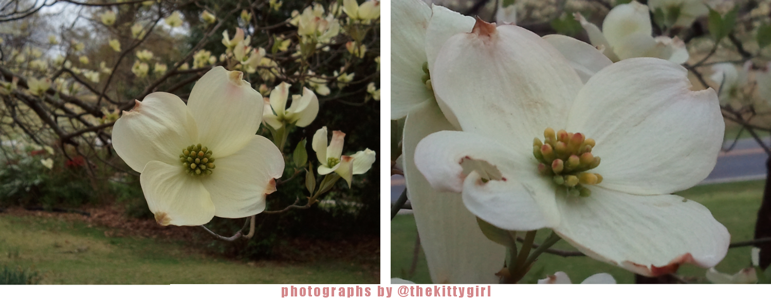 Flower12.png