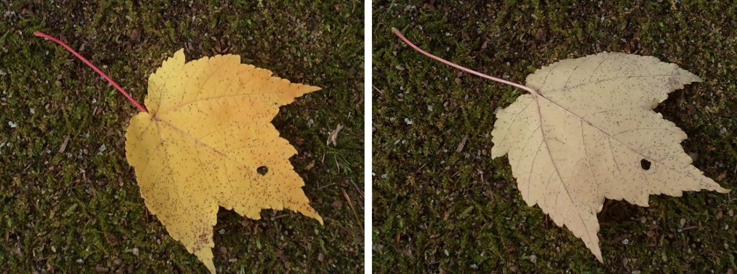 MapleLeafduo.png