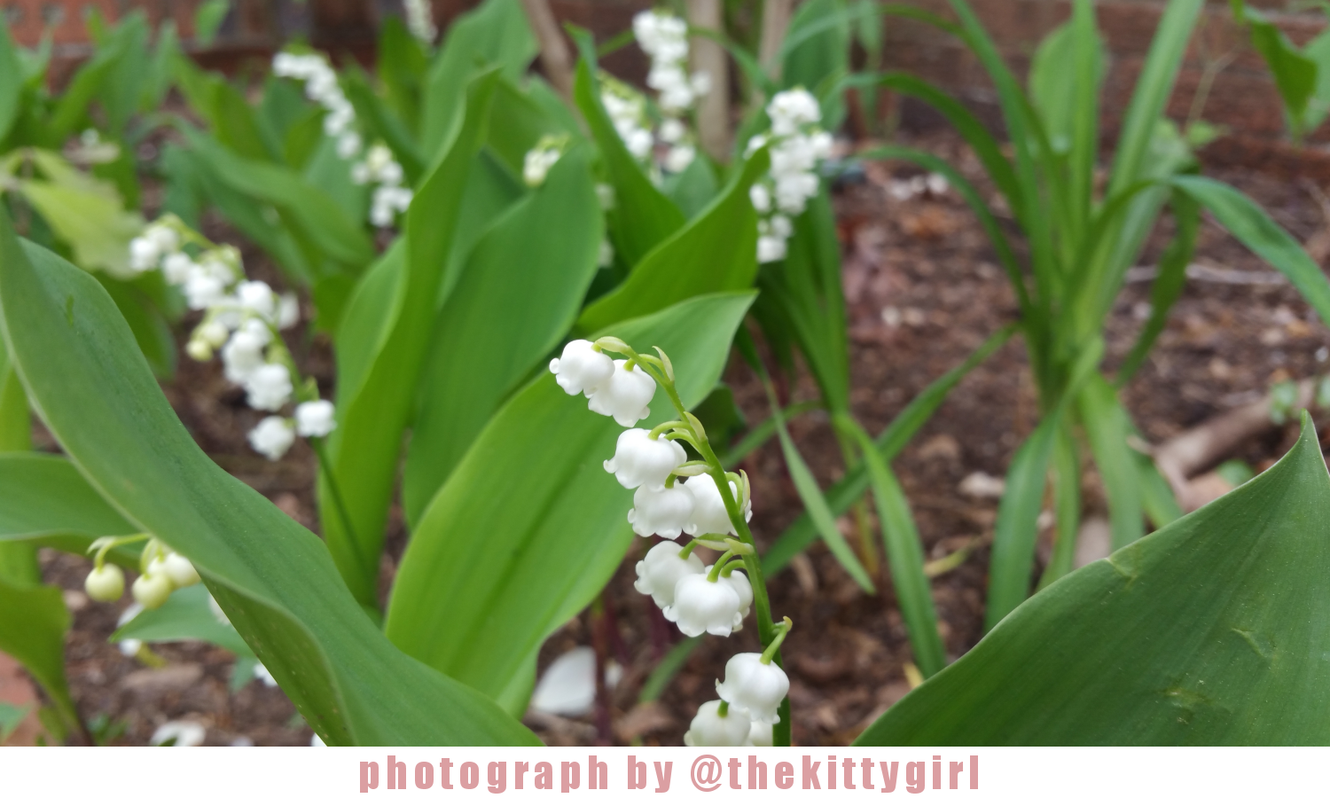 Flower9.png