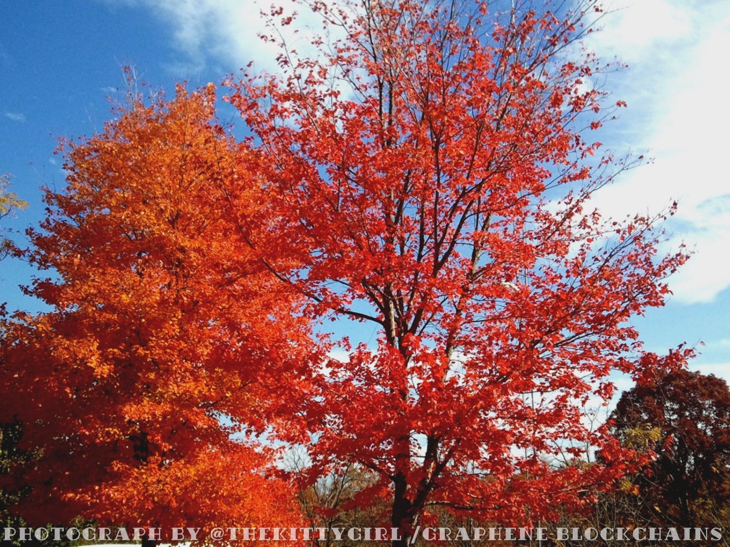 MapleRedOrange.jpg
