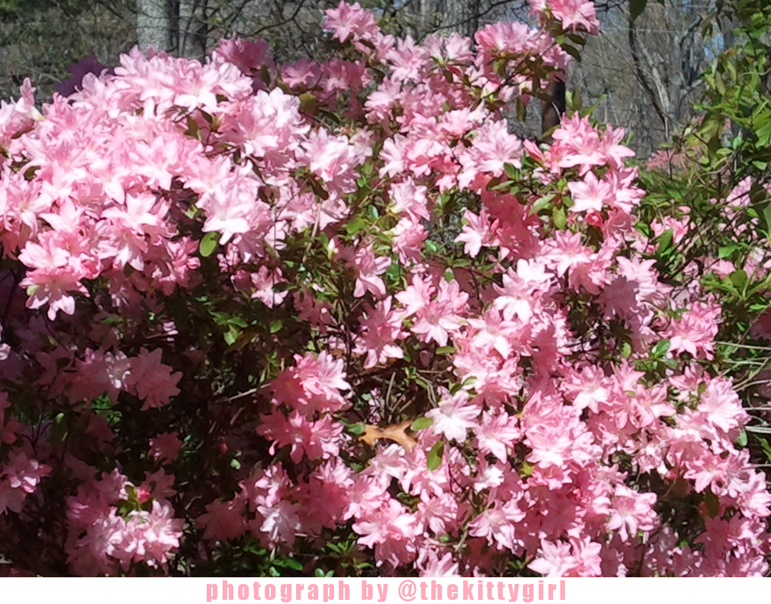 PinkAzalea1.png