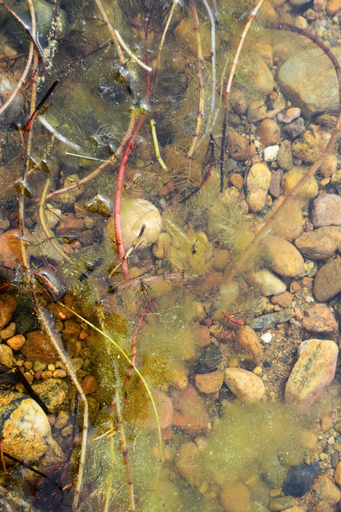 lakeweed.JPG