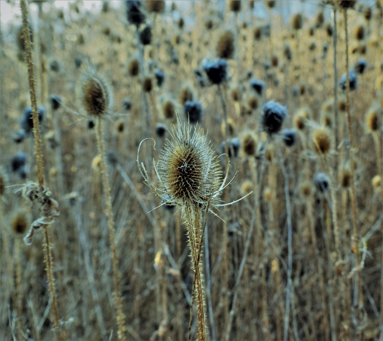 field.JPG
