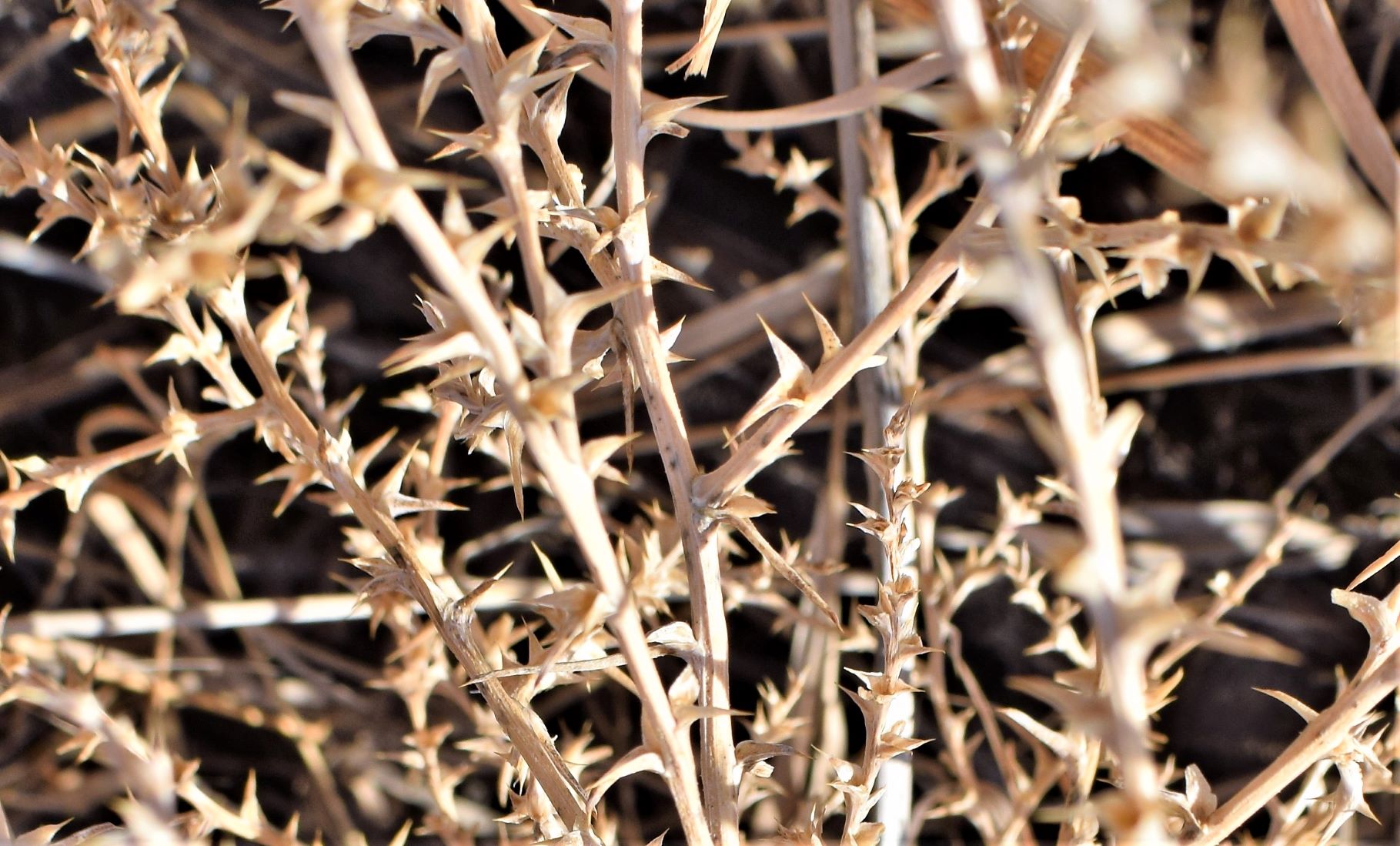gorse.JPG