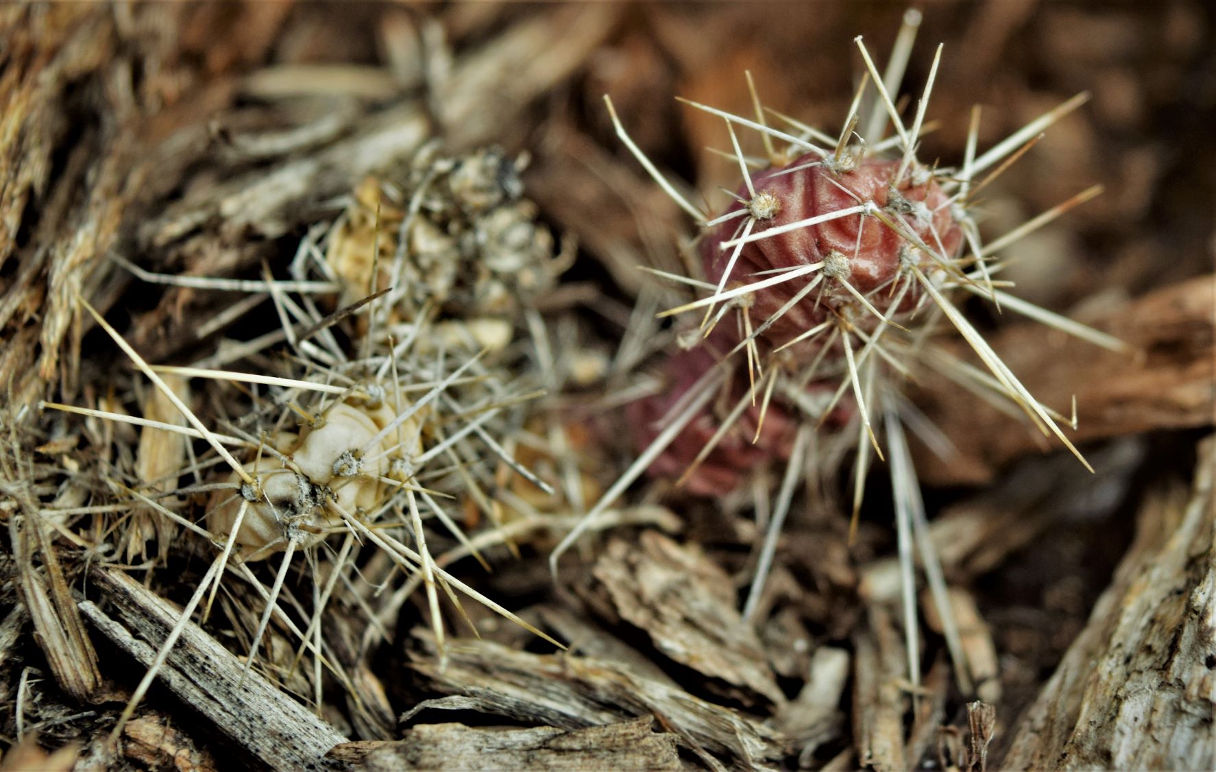 woodcacti.JPG