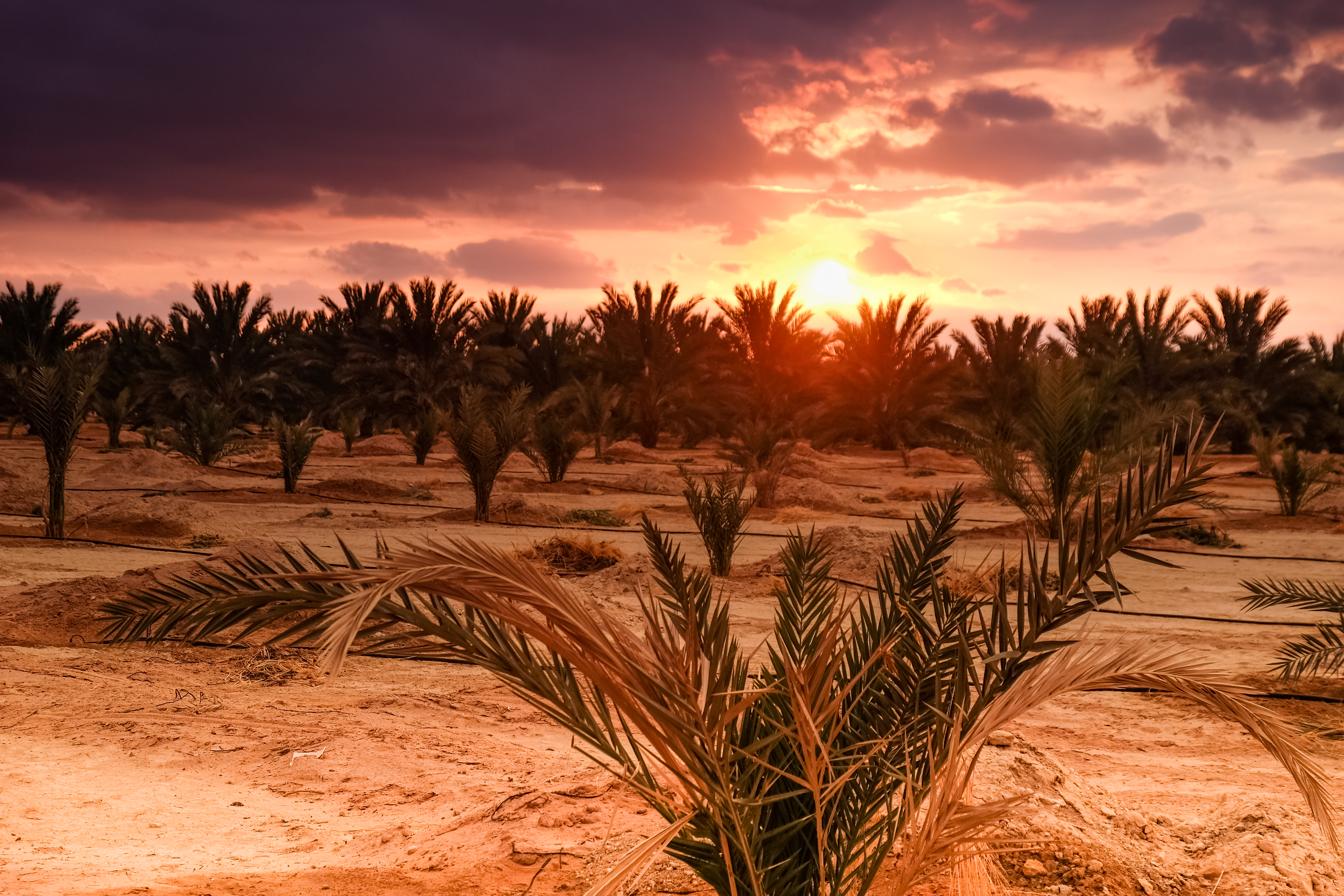 plantation sunset.jpg