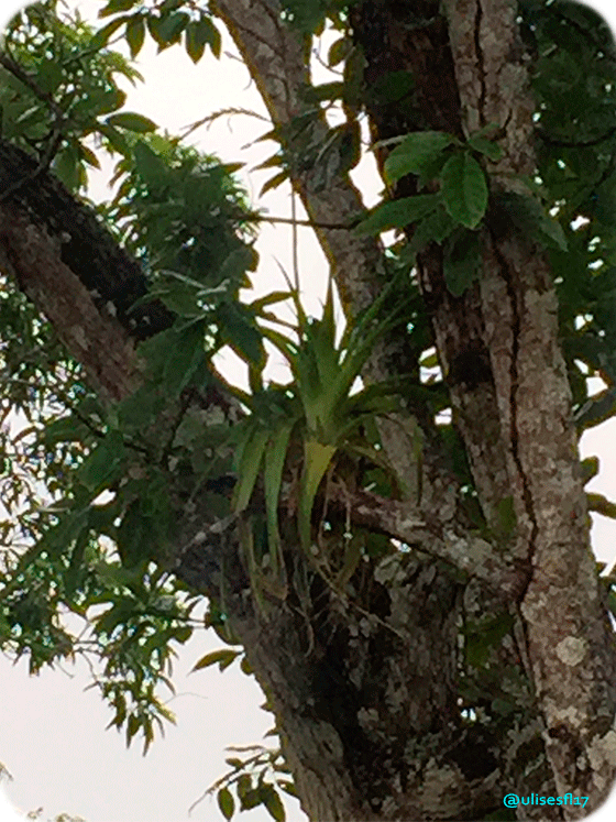 Tillandsia4.png