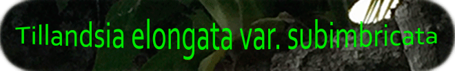 Títuloepífitas2.gif