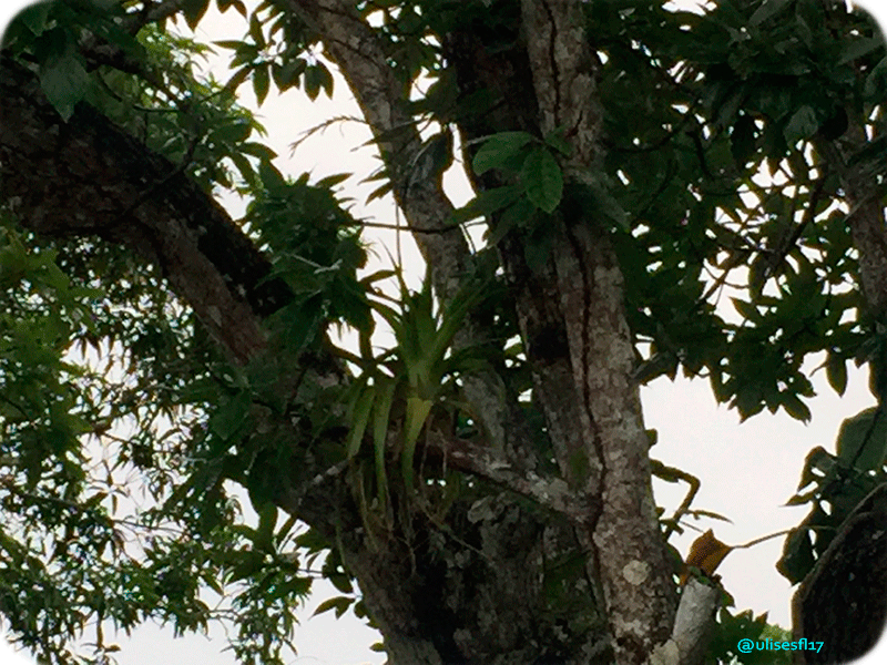Tillandsia3.png