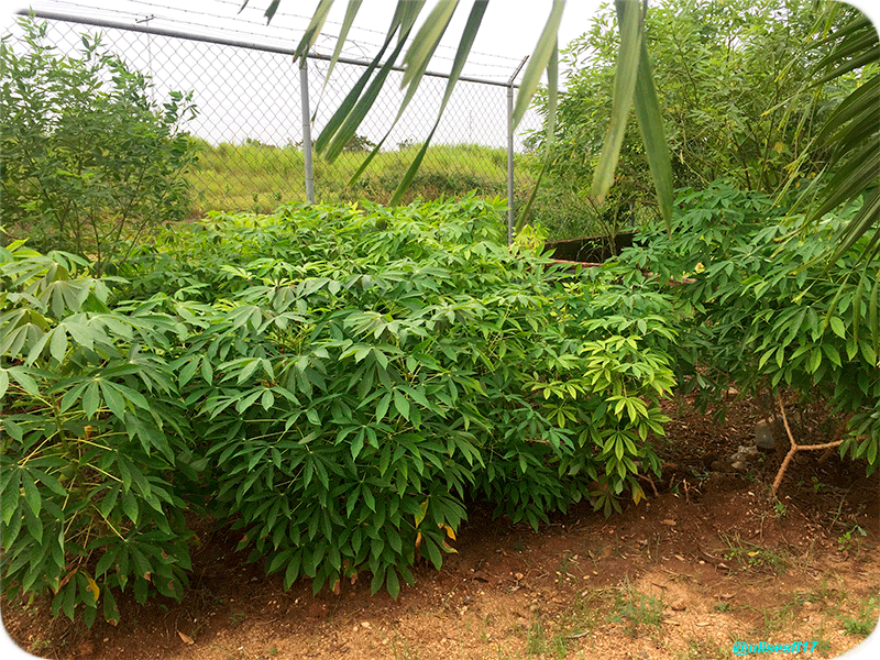Saneamientoambiental0.png