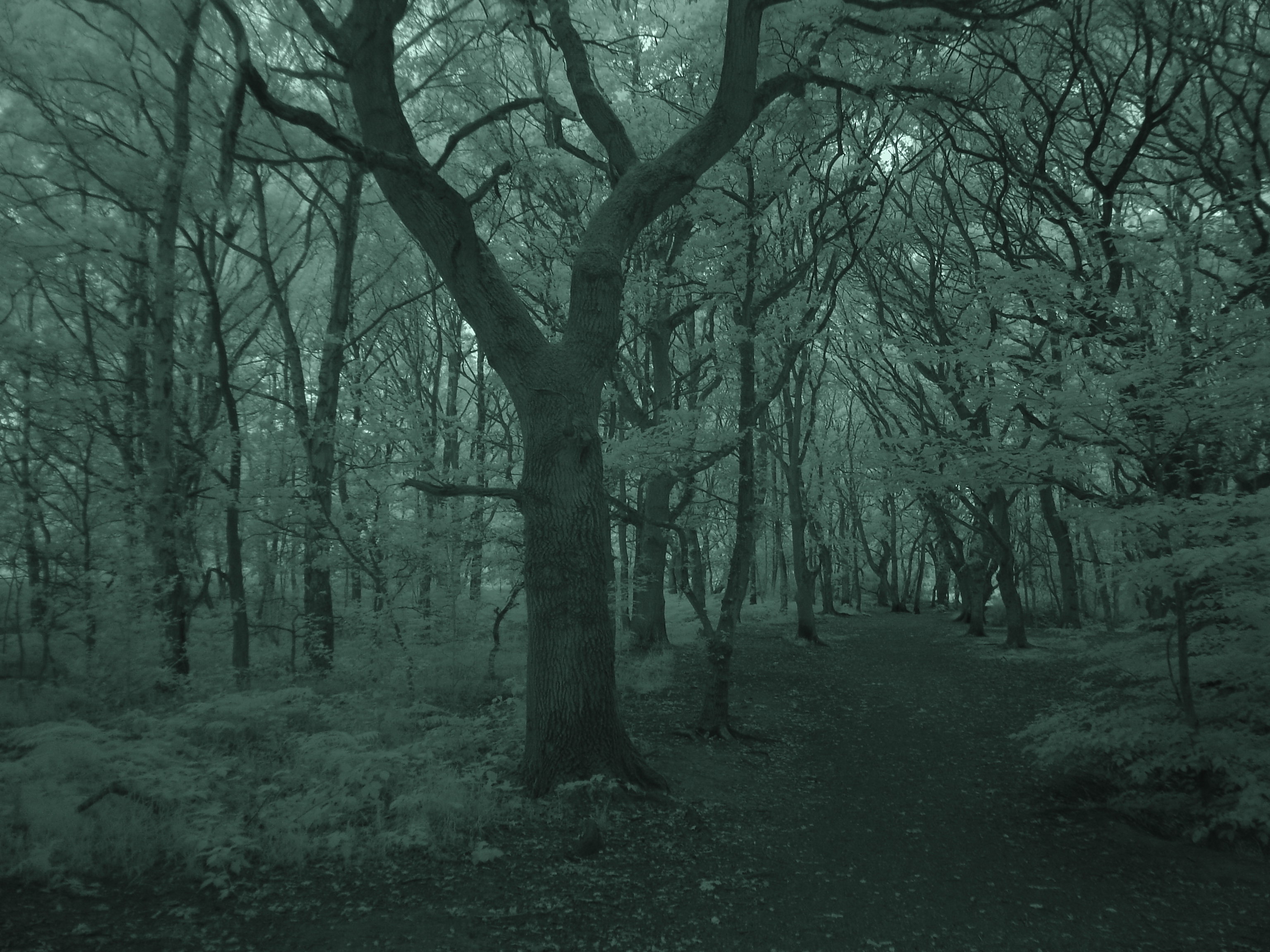 Forked tree
